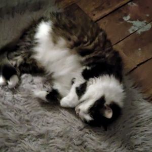 Meet your Posher, Jasmine